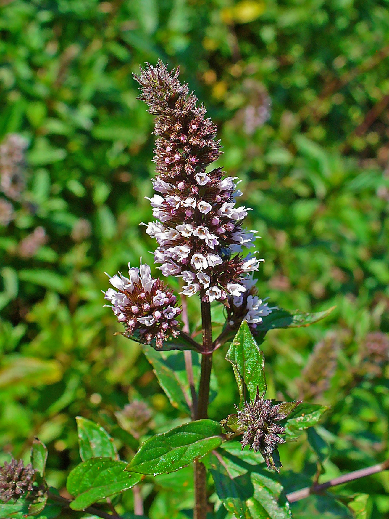 Peppermint, Mentha x piperita L.