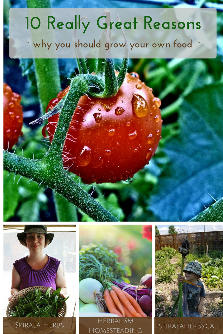 10 Reasons Why You Should Grow Your Own Food